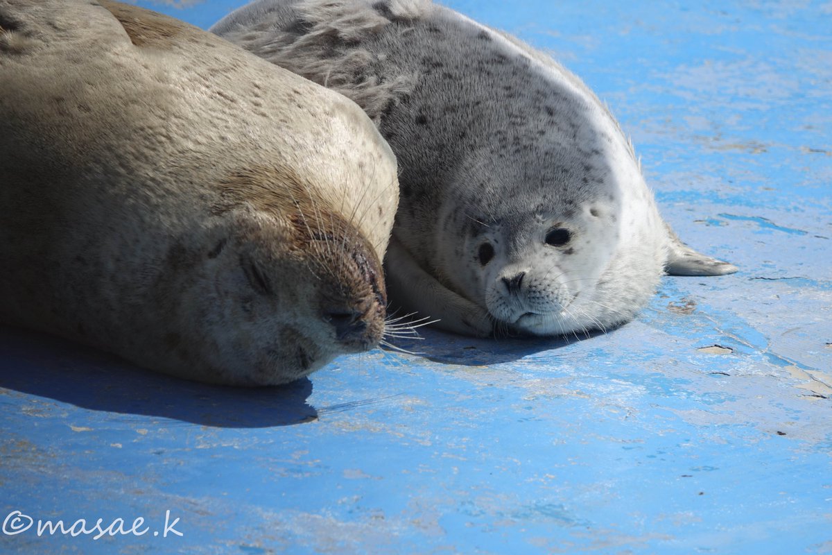 おはようございます！
#ゴマフアザラシ #ノシャップ寒流水族館
2024/03
