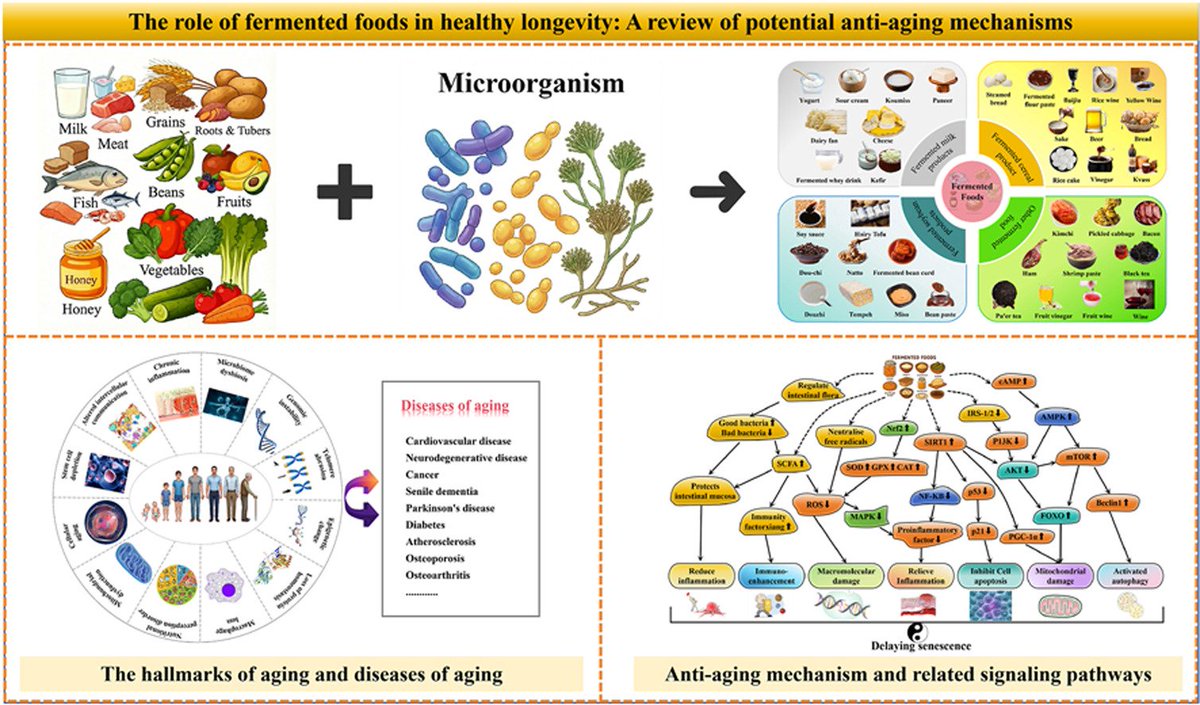 The role of fermented foods in healthy longevity: A review of potential anti-aging mechanisms

▶️Fermented foods are defined as “foods made through desired microbial growth &amp; enzymatic conversions of food components”.

▶️Fermented foods exhibit anti-aging potential through both