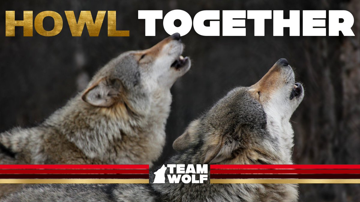 For too long, wolves have been used as political pawns—a lightning rod for special interest groups. With the recent House vote to delist wolves, it’s never been more important to #RaiseYourVoice!

Write your Senators NOW at TeamWolf.Org!