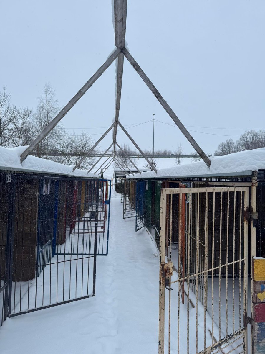 Nic piękniejszego dziś naprawdę nie zobaczycie! 
Dziś schronisko w Borku wygląda inaczej niż zwykle.

Około 70 psów zamiast krat i boksów ma dziś kanapy, ciepłe kąty i ludzi obok 
To są te chwile, które pokazują, że warto.

Każda rozmowa, każde udostępnienie, każda decyzja