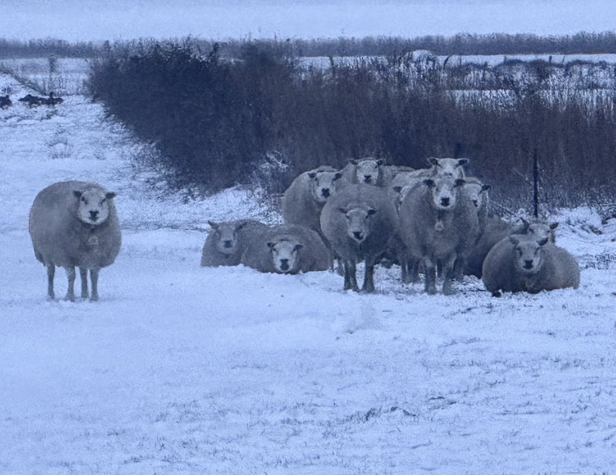 Of ik een foto van hun wilde maken….