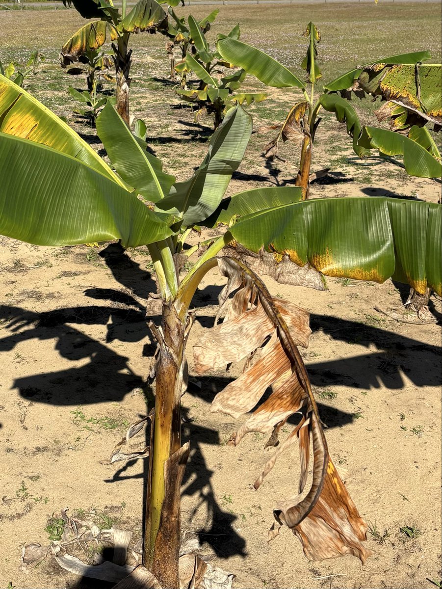 Did you know that Meadows Blueberry Farm &amp; Market is also growing banana trees! While the bananas won’t be ready for you this season, we are excited to have you come see our growing banana grove! #bananatree #blueberries #upickfarm