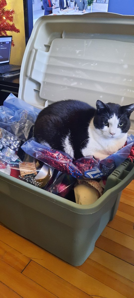 LadyMtl's tweet image. Cloé proteste contre le rangement des décos de noël