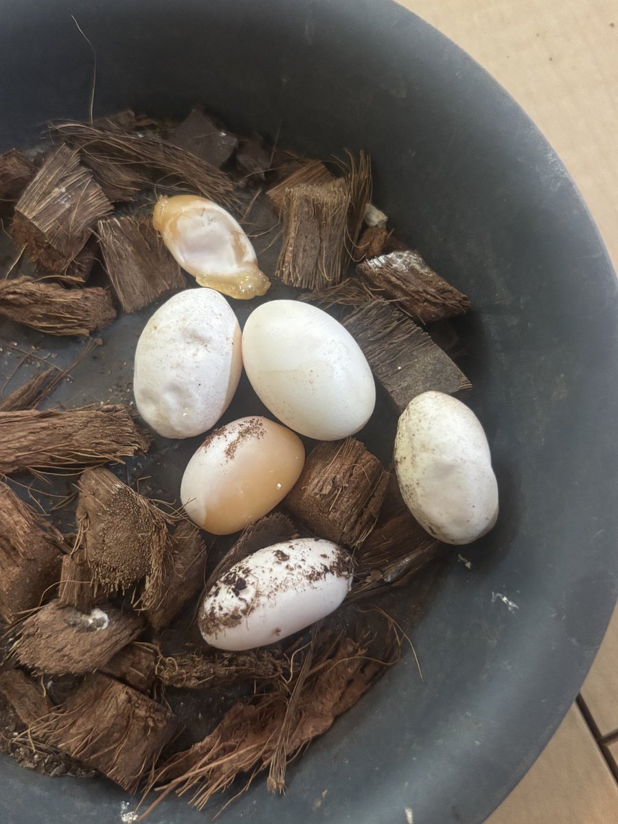 Agatha__1993's tweet image. 産む予定無かった個体が産んだり
諦めかけてた子達がガッツリかかったり

とても良い日！