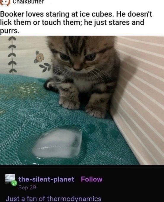 Tweets Of Cats (@tweetsofcats) on Twitter photo 