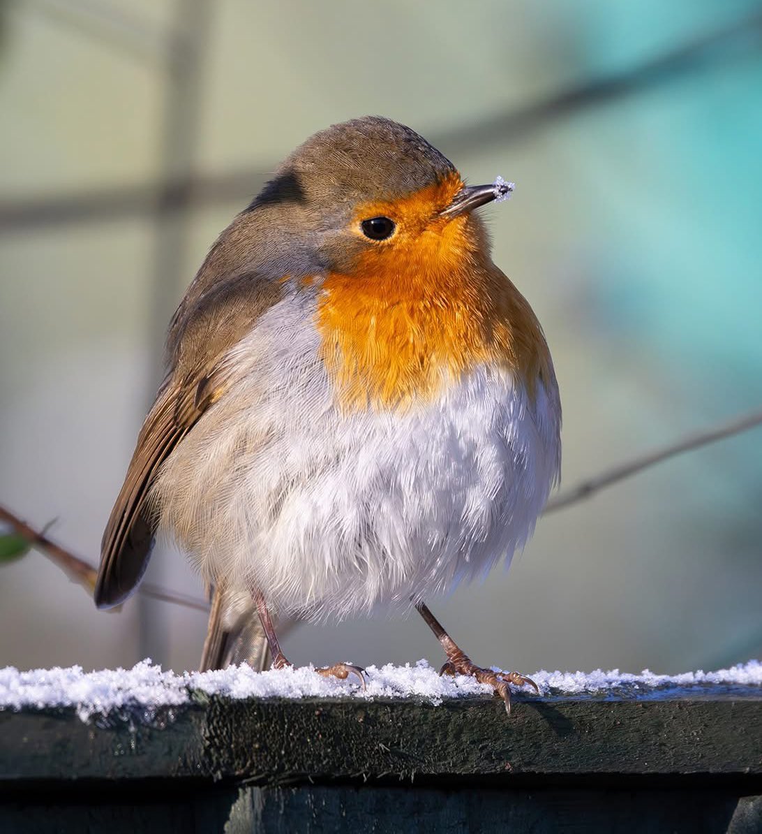 leescott26's tweet photo. Coal Tit, Blue Tit, Great Spotted Woodpecker, Robin #coaltit #bluetit #greatspottedwoodpecker #Robin  @WorcsWT @RSPBbirders @Natures_Voice https://t.co/A1ejXyuiux