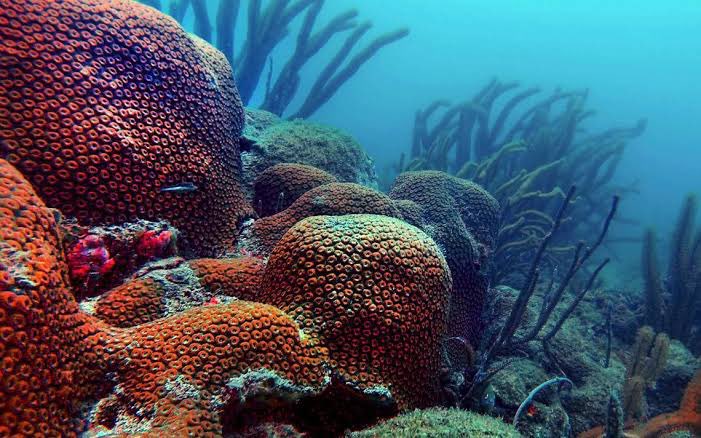SECTUR_mx's tweet image. Explora uno de los tesoros naturales del norte de #Veracruz. 🌿🐠

En Tuxpan, la vida se abre paso entre esteros, manglares y arrecifes. Sus manglares son únicos: aquí conviven los cuatro tipos existentes, rojo, negro, botoncillo y blanco, una barrera natural poco común en el…