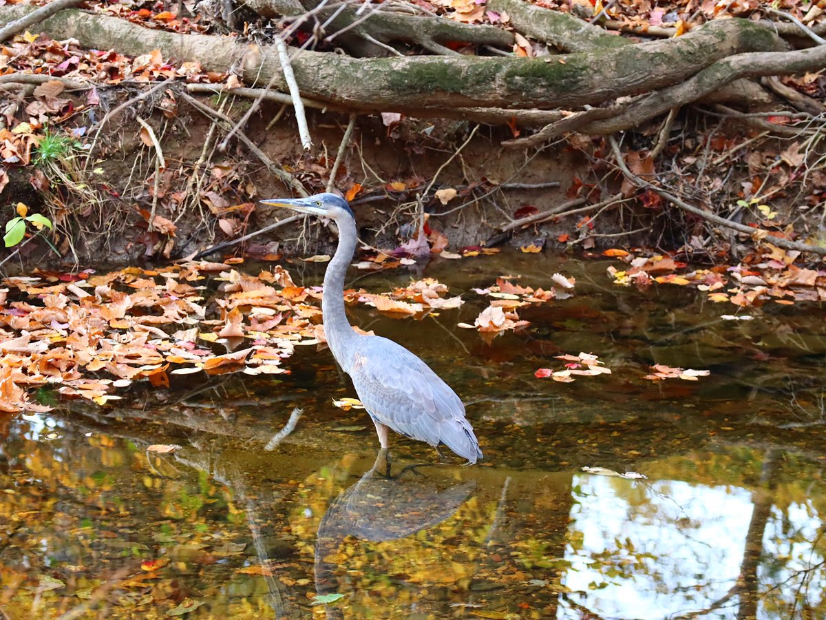 Friends of Wolf Trap National Park tweet media