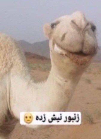 عبدالله الحريصي tweet media