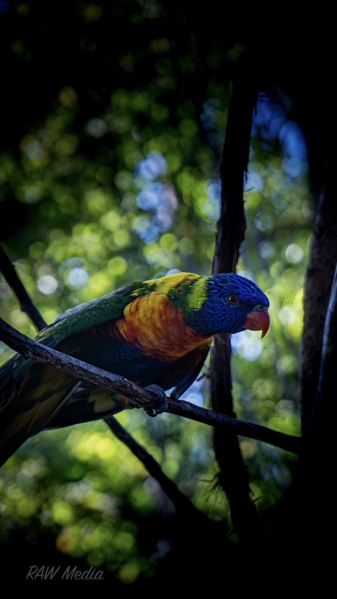 Lorikeet