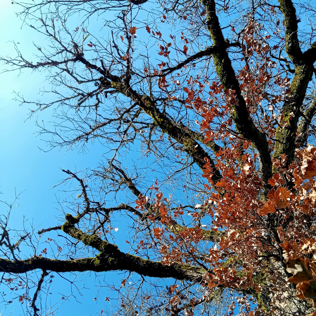 Caroline Scott tweet media