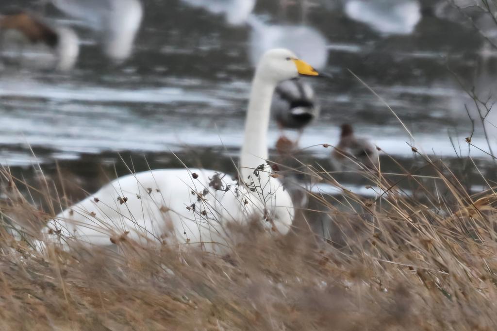 Andybirding tweet media