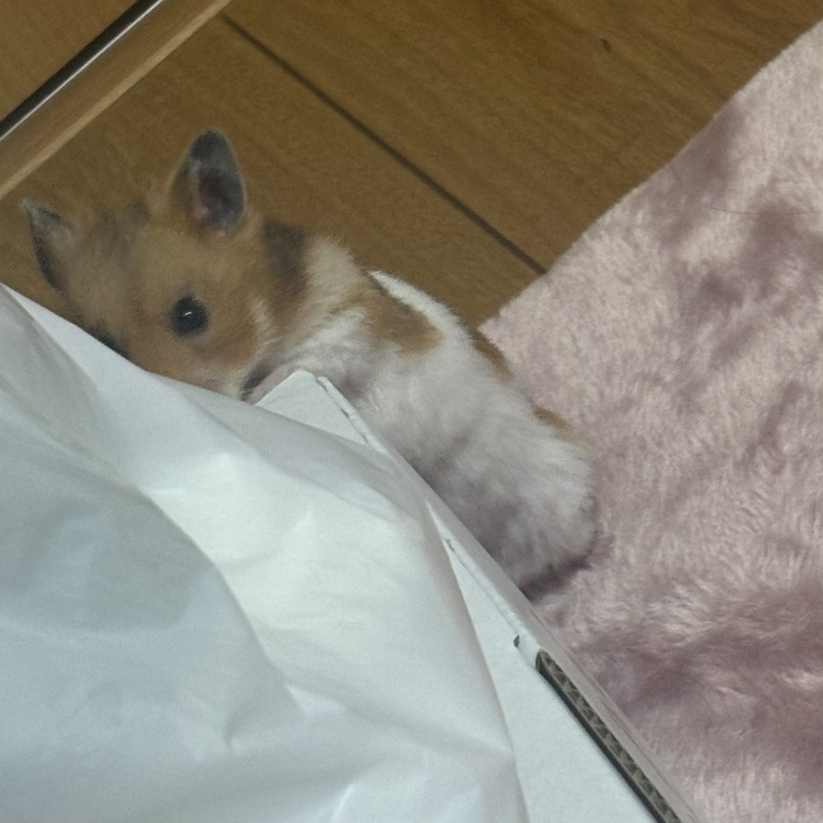 ru_5108's tweet photo. イタズラしてたから、めっだよ！てしたら拗ねちゃった🥹🫶 https://t.co/JlOcpbLRJS