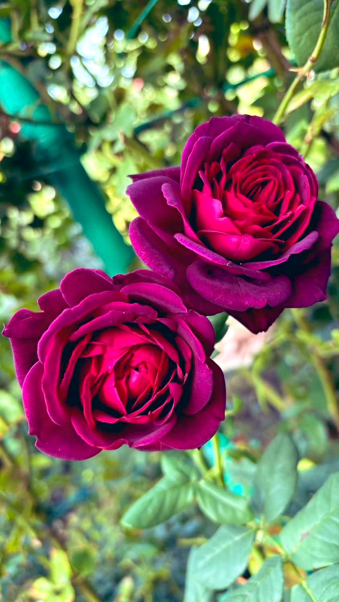 Sheldon Norton (@sheldonnorton) on Twitter photo 