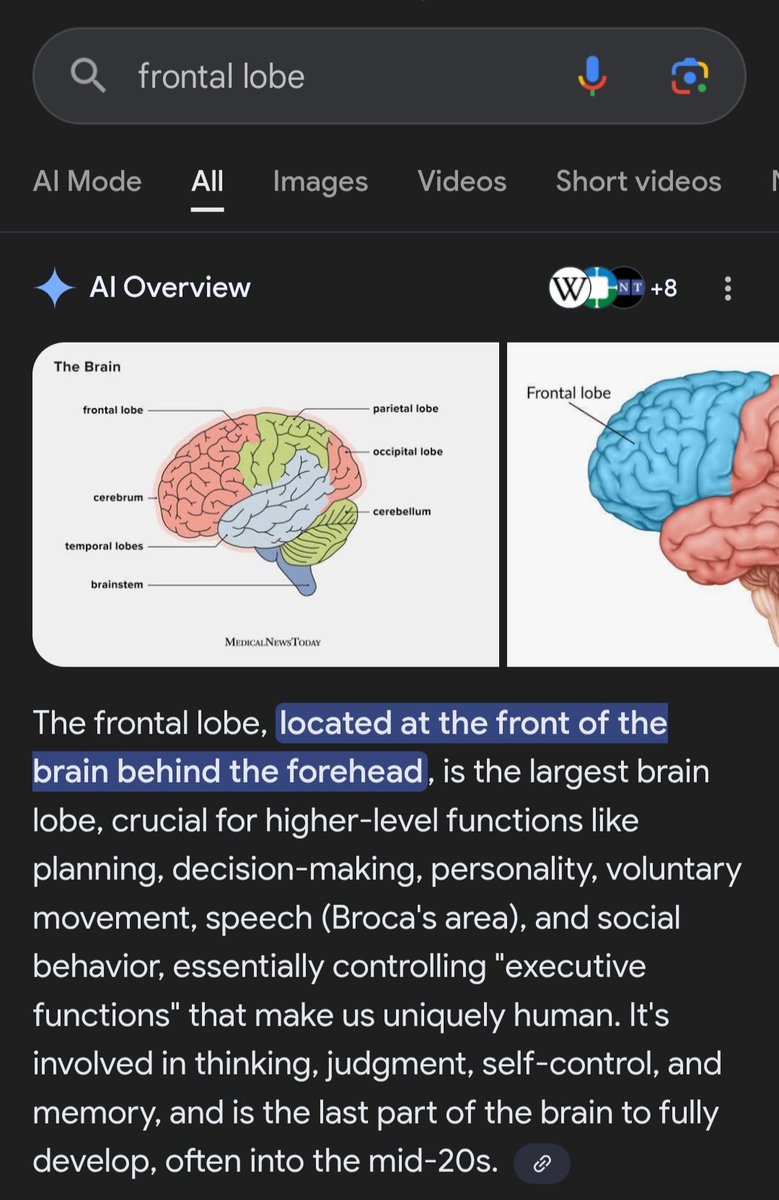 guzu_p's tweet image. I have been seeing about this frontal lobe for a while on social media and decided to search the meaning because I initially thought it was solely related to women since it was only them that were taking about it.

After my research, hence, it's applicable to every human.

But…