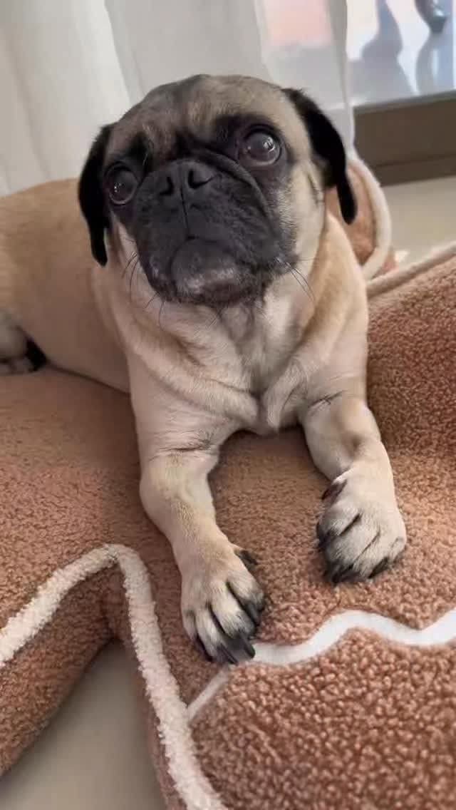 パグお(パグ愛好家) (@pug3ta) / Posts / X