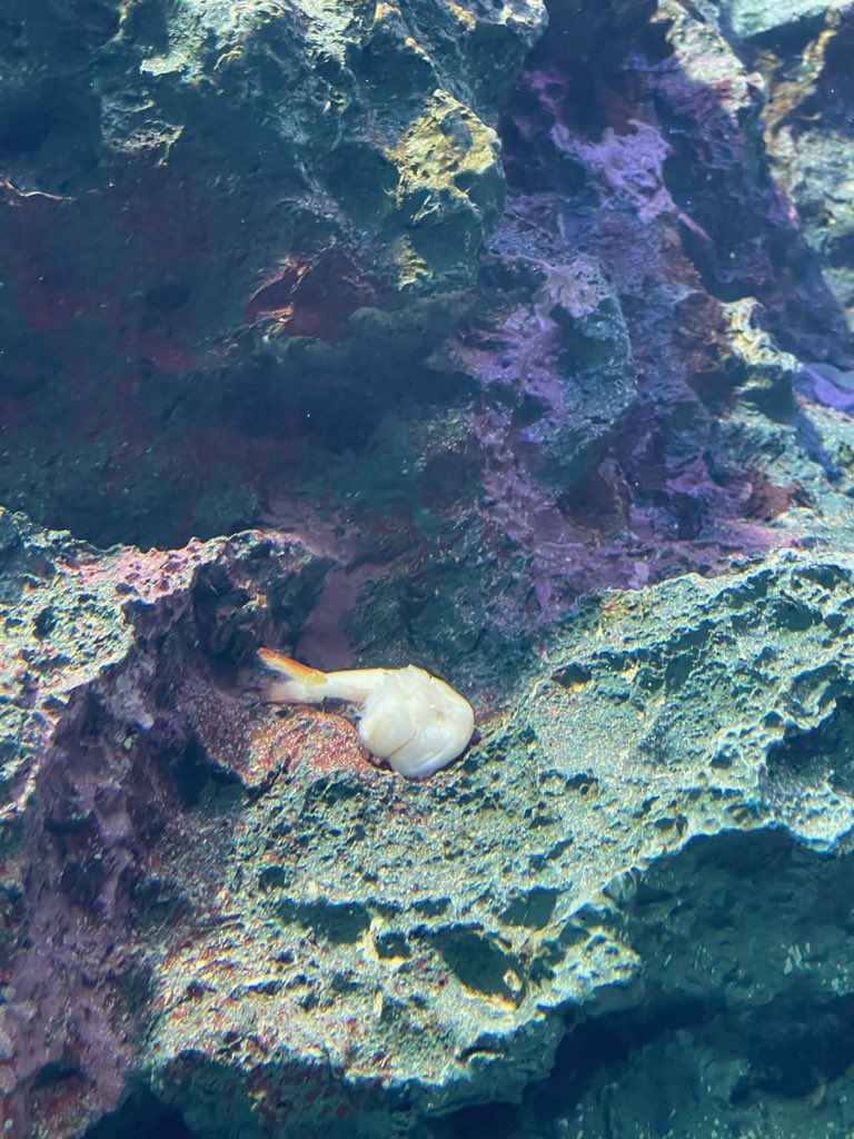 4_kqew's tweet photo. 水族館に小エビちゃんいた https://t.co/BrHvWBzAW1