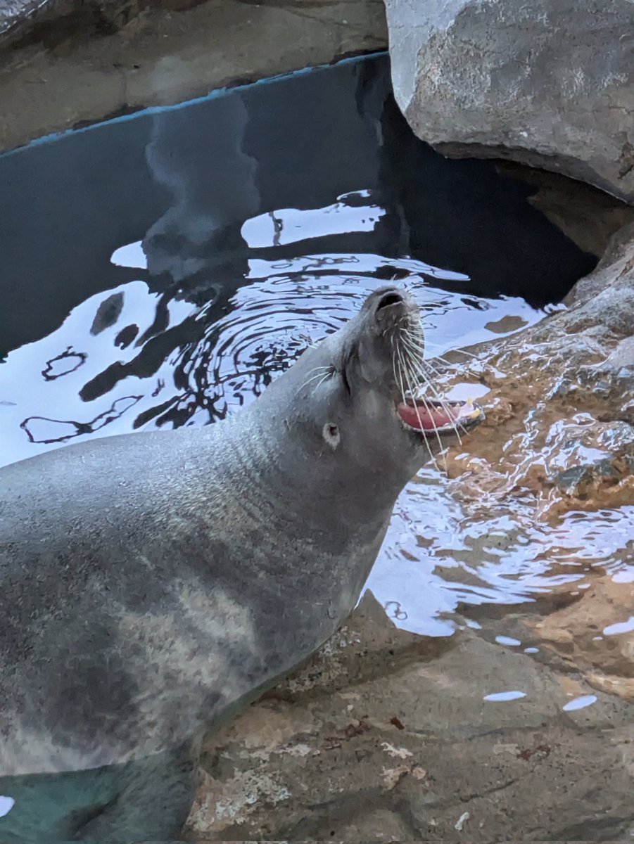 たぶん20年ぶりぐらいにこの水族館にいきました。
アザラシさんのあくびの瞬間。
可愛かったです！