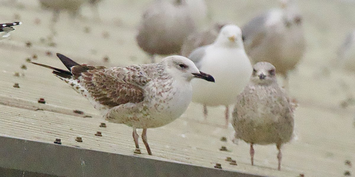 A great find by <a href="/RegiBirder/">Pierre</a> this afternoon this smart first winter #CaspianGull was sat on top of Bidston Recycling Centre and I was lucky to be on the motorway just ten minutes away when he messaged.  Thanks Pierre 🙏 A first for me on #Wirral ✅ #Winter #WirralBirding