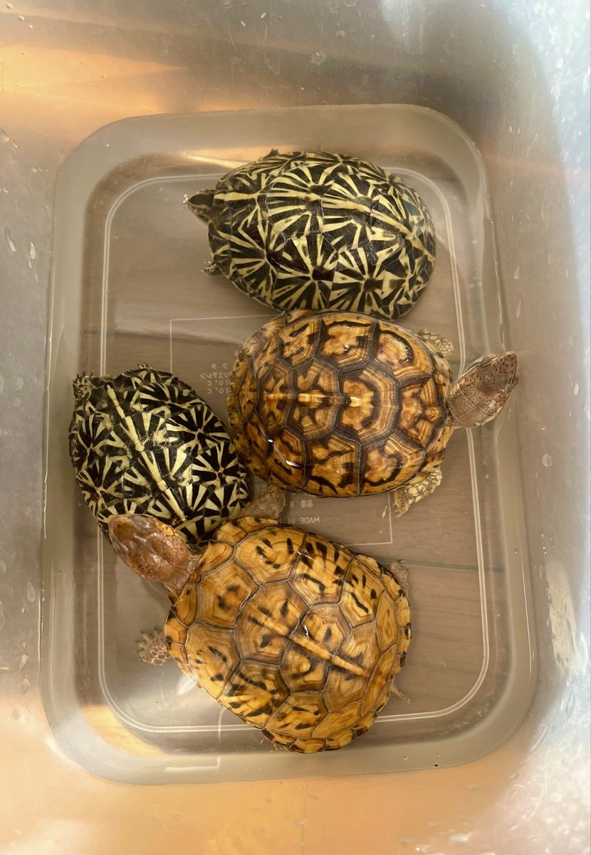 フロリダハコガメとトウブハコガメ 綺麗に成長中