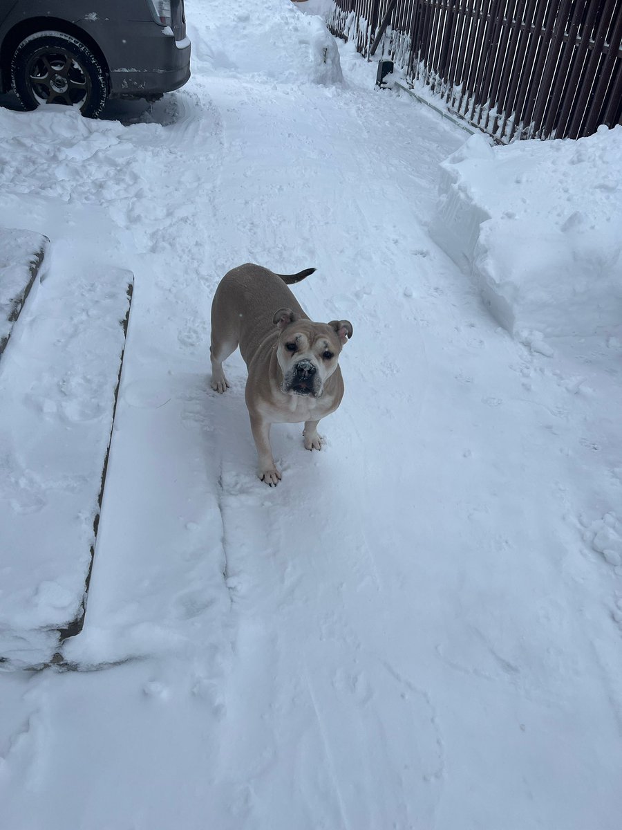 Сова_v_kedax tweet media