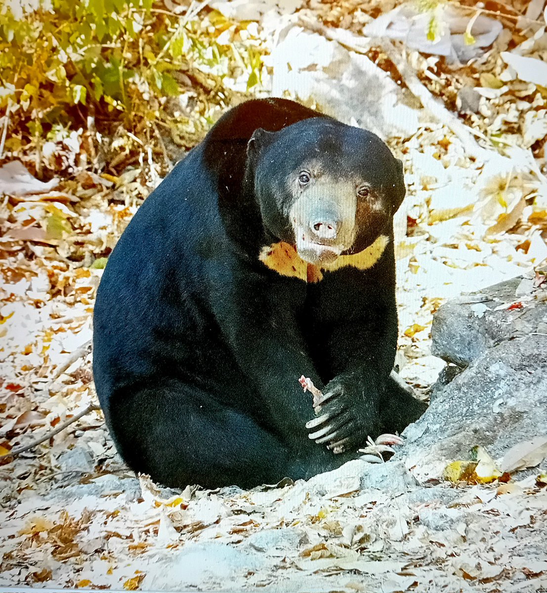 sean clancy tweet media