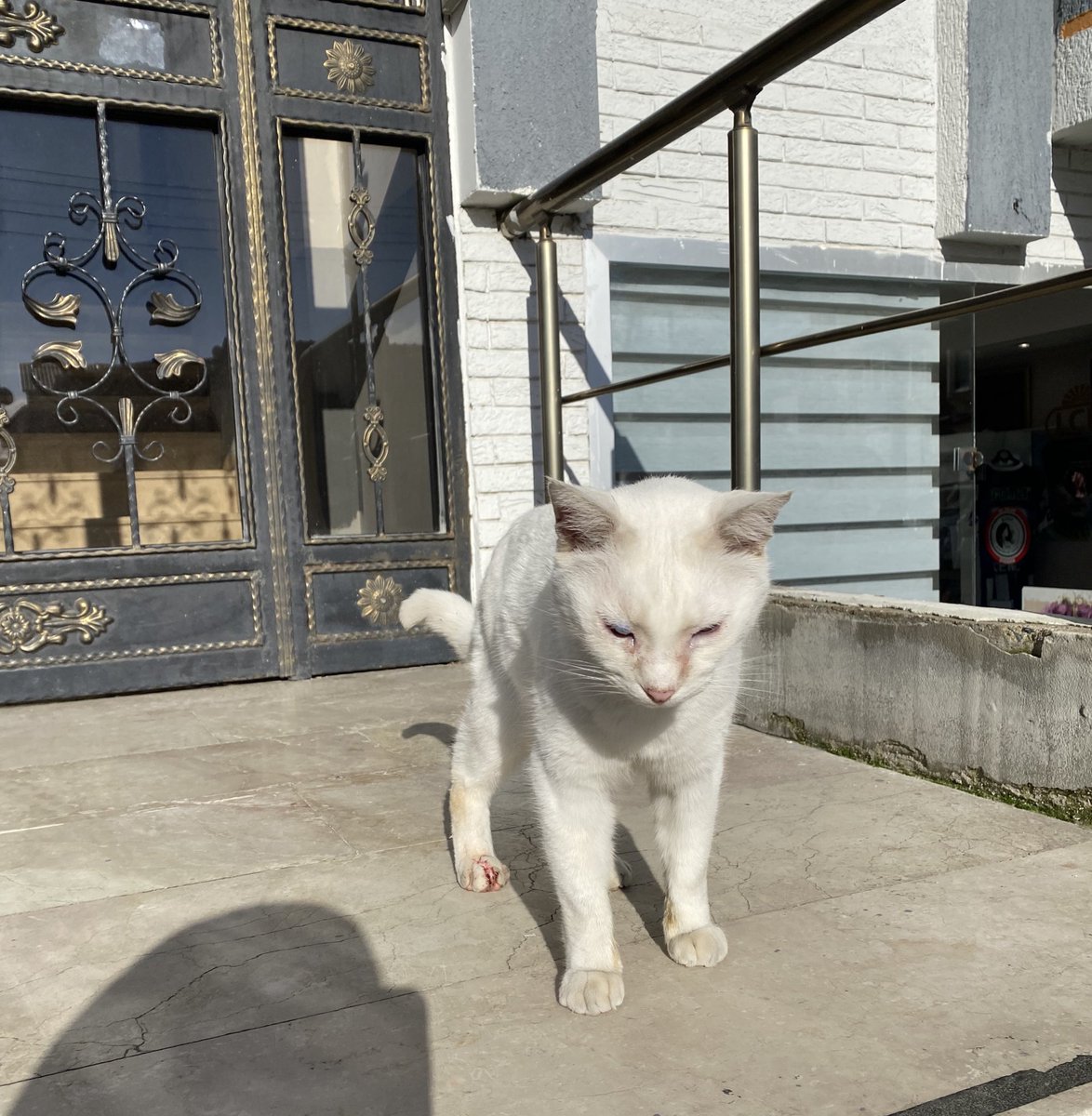 Van kedisi, 2 yıl önce terk edilmiş. 
Yuva aranıyor. 
📍Bursa