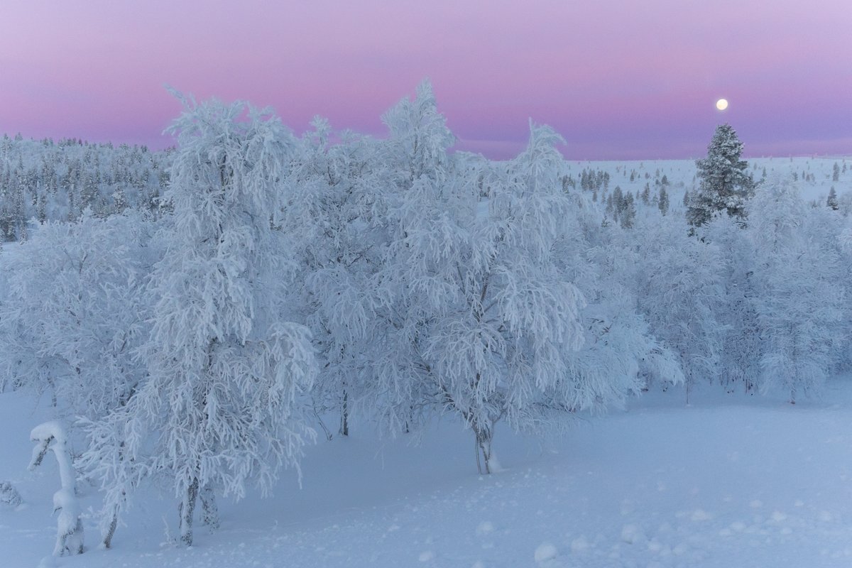 jontcphoto's tweet image. Cuando llegas a Laponia, en mitad de la nada, esa enorme extensión llena de nieve, árboles y poca pero buenísima luz, desprende un aurea única, te impregnas y llenas de un silencio necesario que te aísla de todo. Un lugar donde no existe la prisa, y el descanso es prioritario.