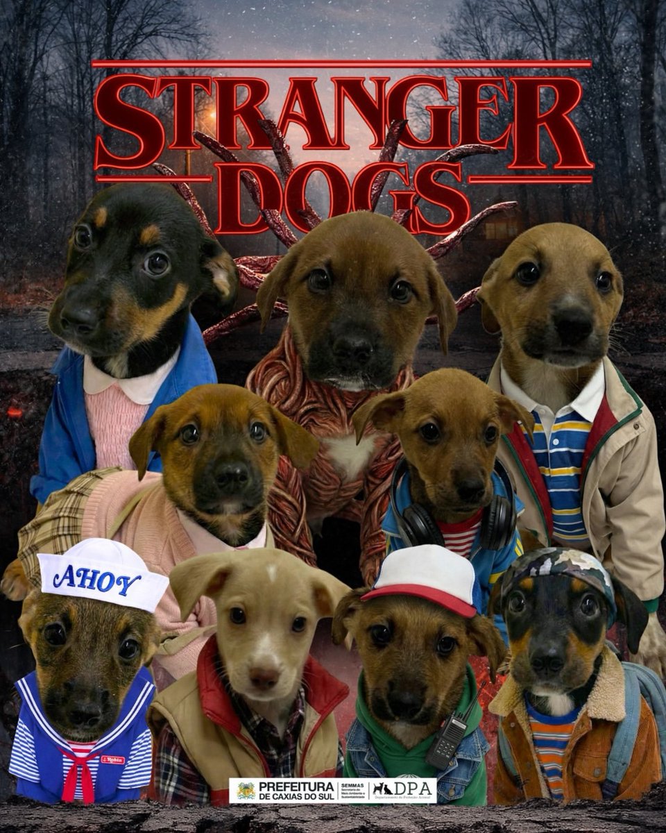 GossipRoomOff's tweet photo. 🚨 Dans un refuge au Brésil, des chiots de 50 jours ont été transformés en personnages de Stranger Things… pour une raison bouleversante !

Eleven, Dustin, Mike… ces petits chiens ont été déguisés en héros de la série culte pour attirer l’attention sur leur sort et surtout leur offrir une vraie famille aimante.

La série est peut-être terminée, mais pour eux, l’aventure ne fait que commencer. 🫶

Et honnêtement… qui pourrait leur résister ? 🥹

📸 dpa.cxs, meioambientecaxias