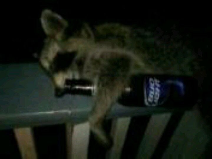 베이징덕 먹이는 방법말고도
사랑한다고 말해주면
뜨겁게 안아주면 되는건데
한번이라도 그래주면 되는건데
어르신은 바보에요.............