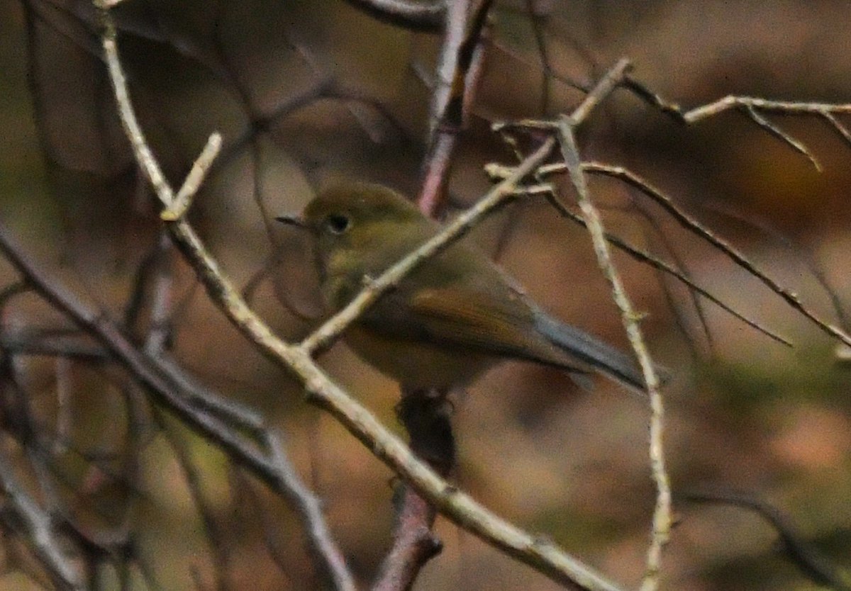 Baldbirder tweet media