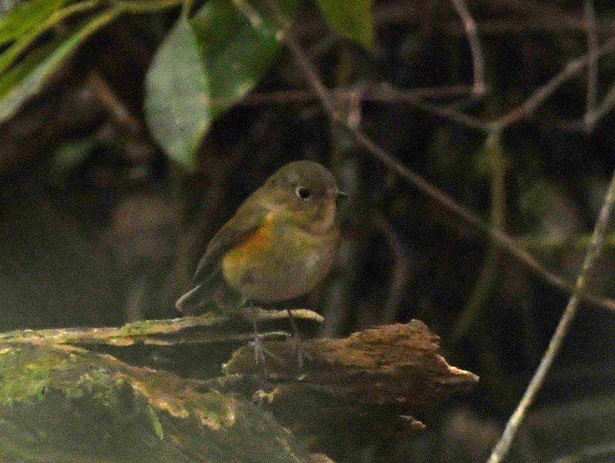 Baldbirder tweet media