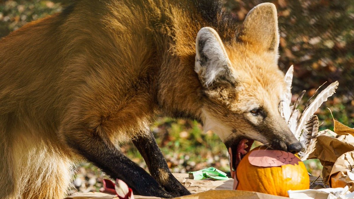 EndangeredWolfCenter tweet media