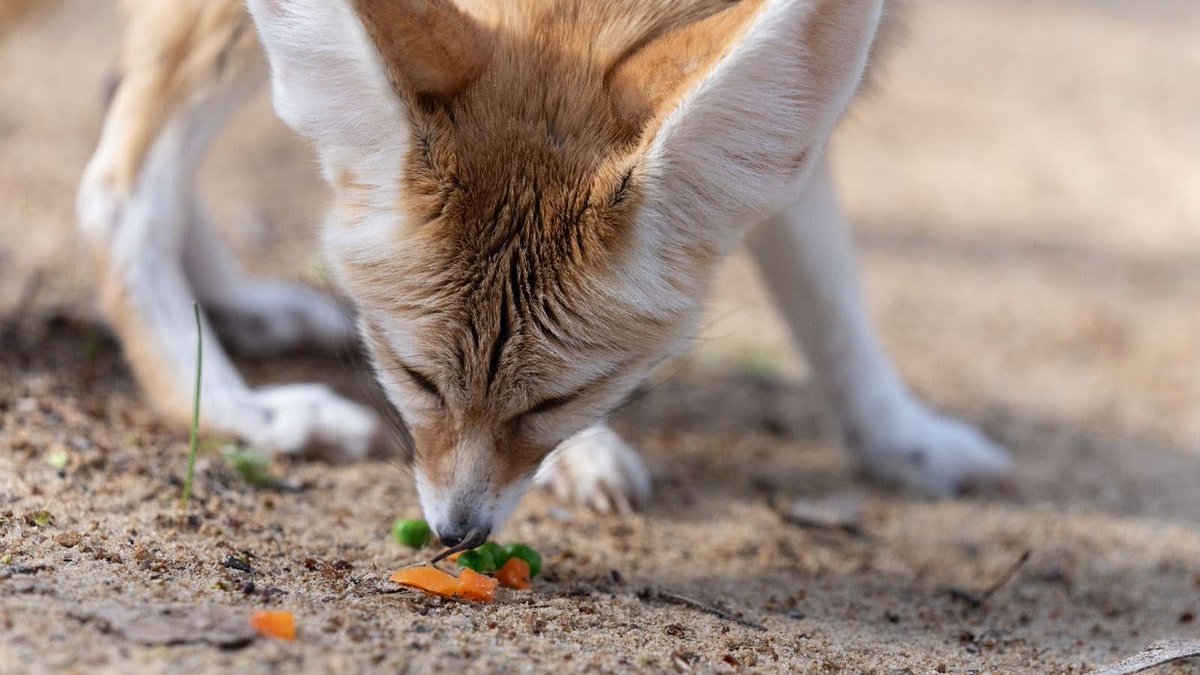 EndangeredWolfCenter tweet media