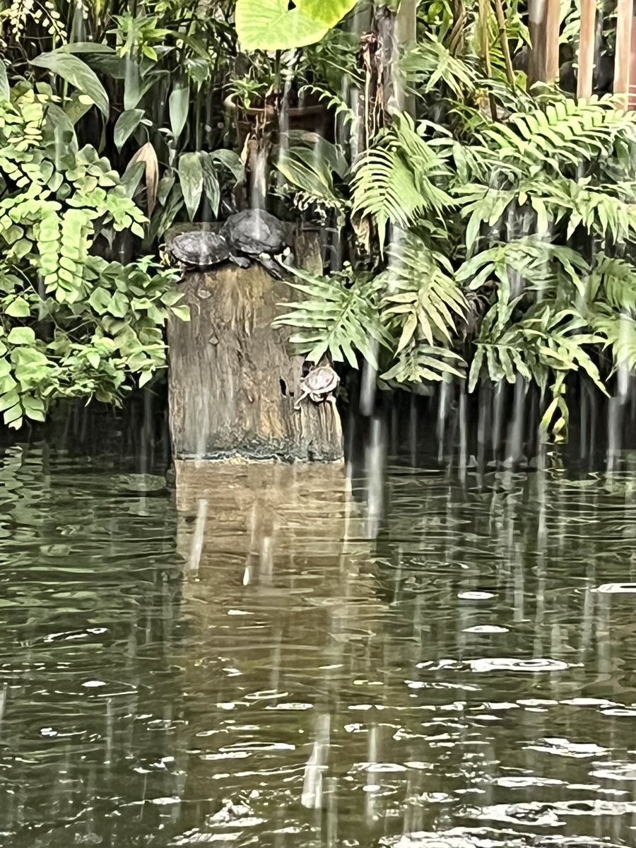 KoolKong tweet media