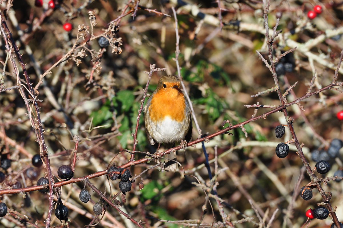 StuartBurt8's tweet image. 