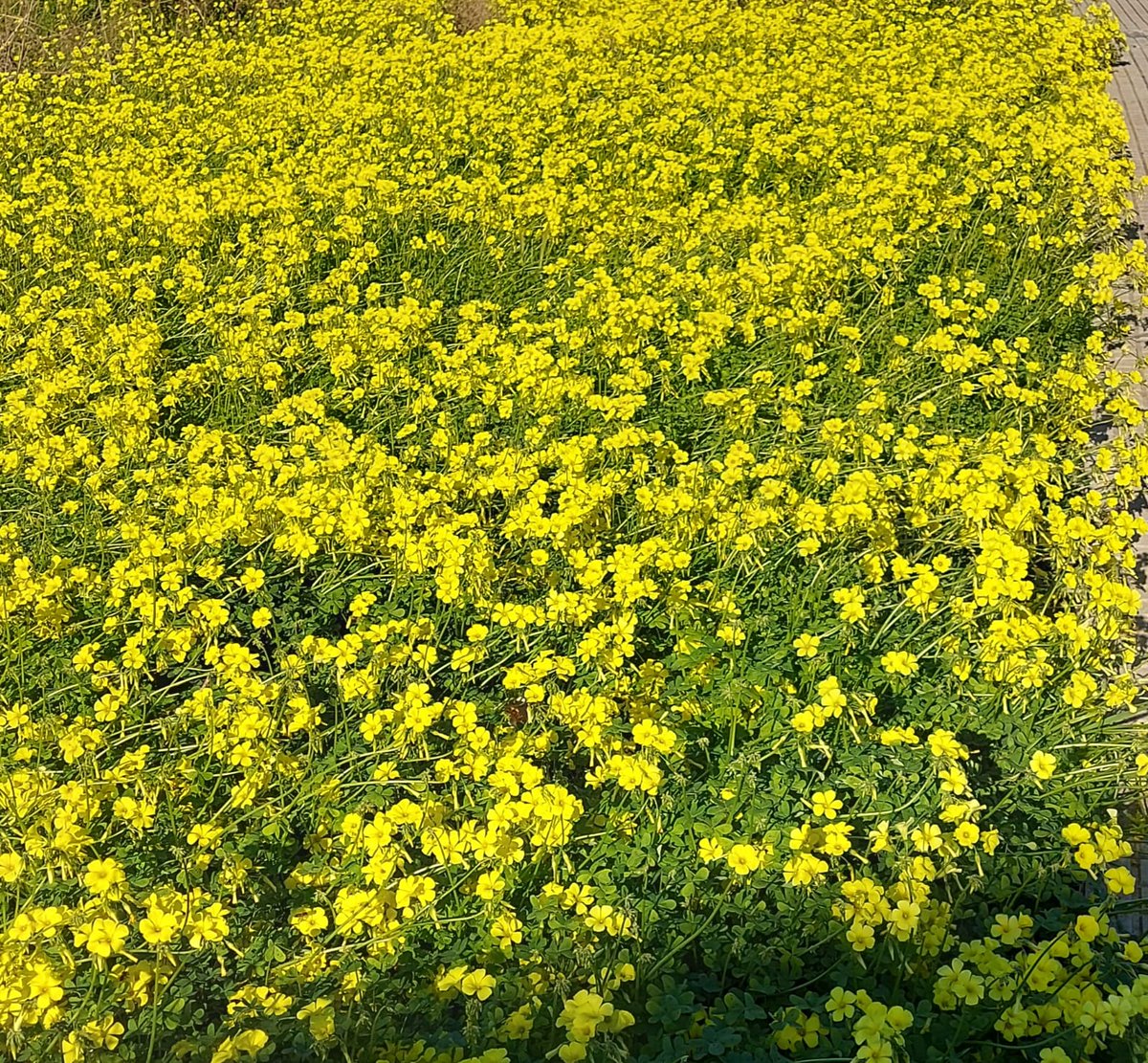 Invierno en Almoines, Valencia.