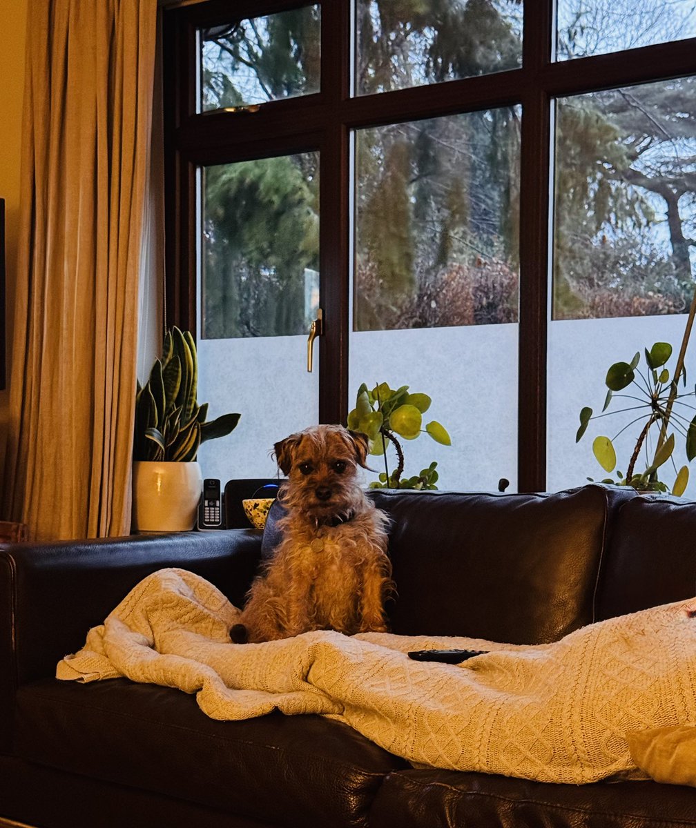 claptonterrier's tweet image. Will be starin at yoo frum ere….