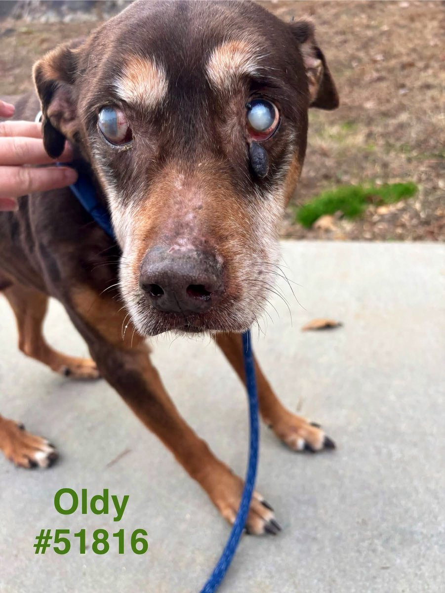 Dubs4Mutts's tweet photo. @mydoxienme @LacDonna @_taysmyoxygen1d @MorgFairsdogs *Only rescues 501(C) (3) charitable organization may transfer OLDY for rescue. Please email rcaspets@randolphcountync.gov or call 336-683-8240 w/any questions. ** Because of volume of animals at the shelter, Oldy has been given an EOH date* https://t.co/wyB0zD9j7A