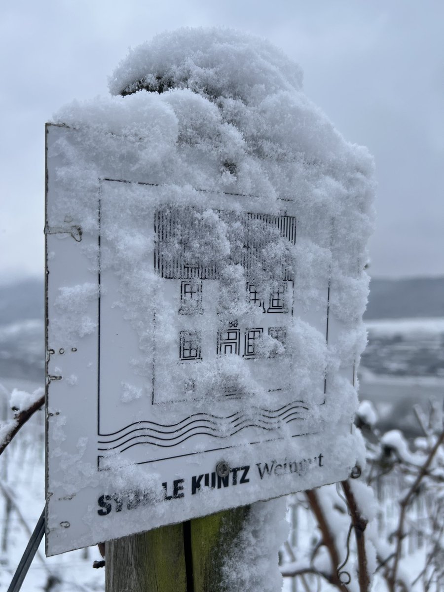 Sybille_Kuntz's tweet image. Sunday vineyard walk #sybillekuntz #organic #biodynamic #moselriesling