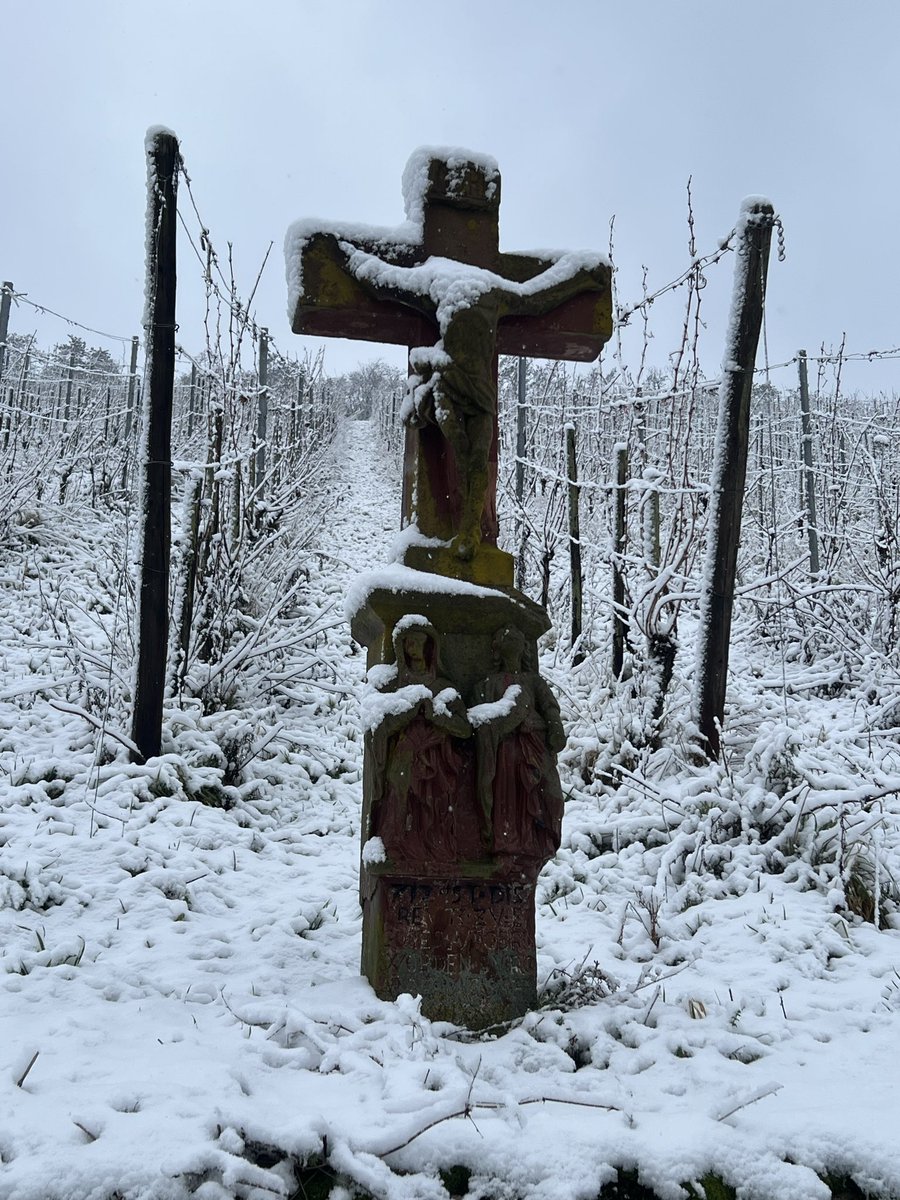 Sybille_Kuntz's tweet image. Sunday vineyard walk #sybillekuntz #organic #biodynamic #moselriesling