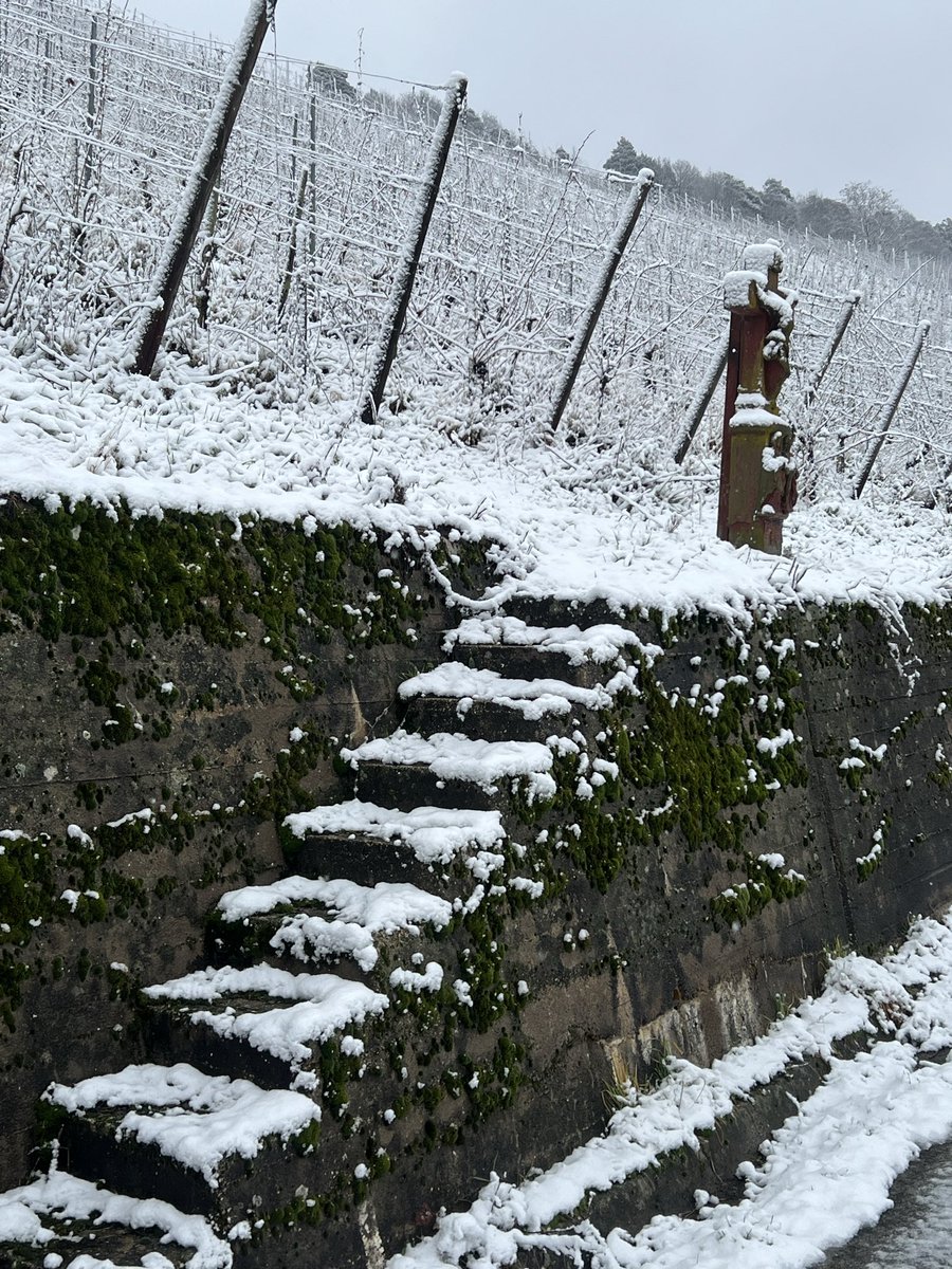 Sybille_Kuntz's tweet image. Sunday vineyard walk #sybillekuntz #organic #biodynamic #moselriesling