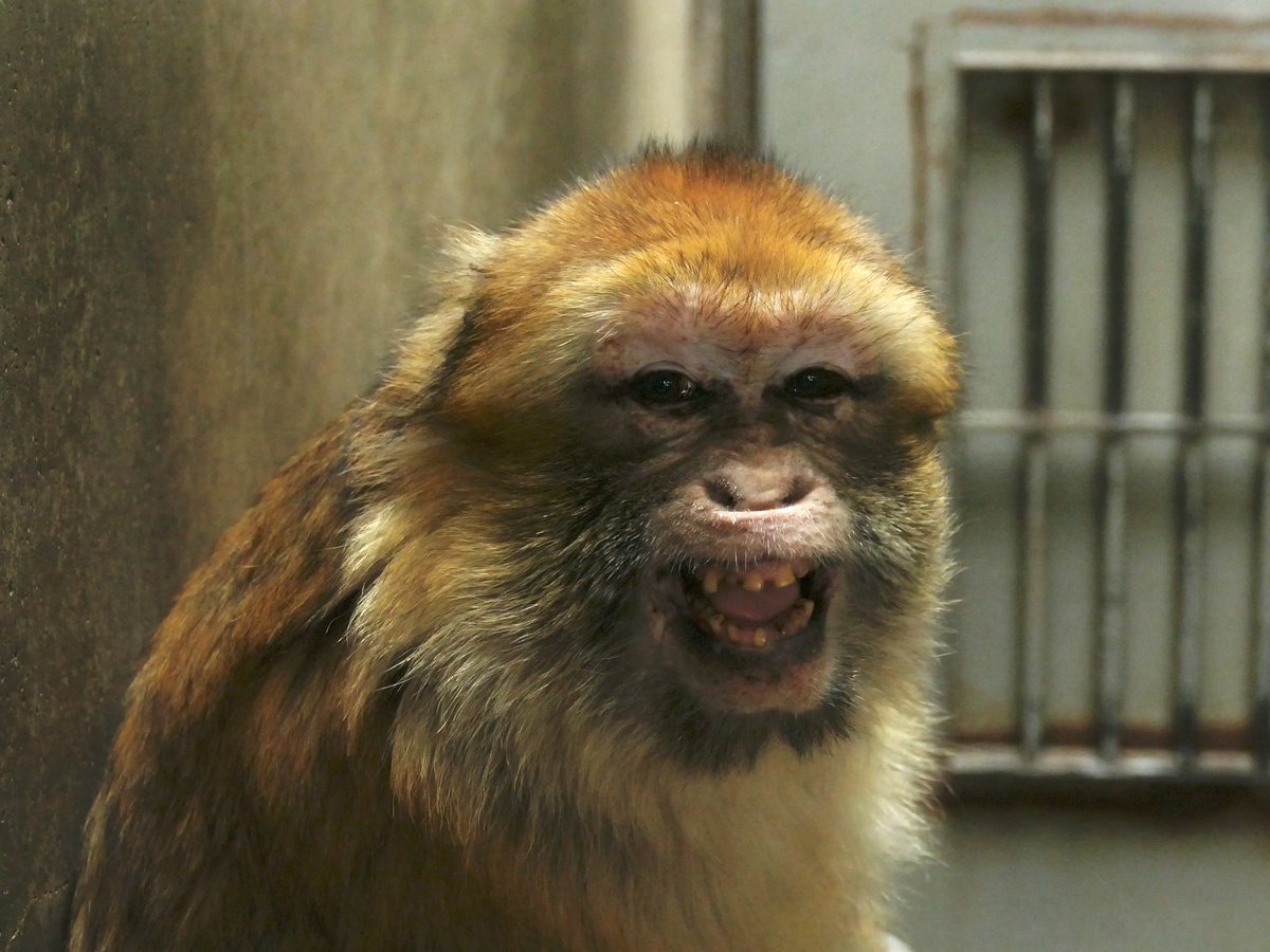 beecat_return's tweet image. #チャン
#バーバリーマカク
#日本モンキーセンター