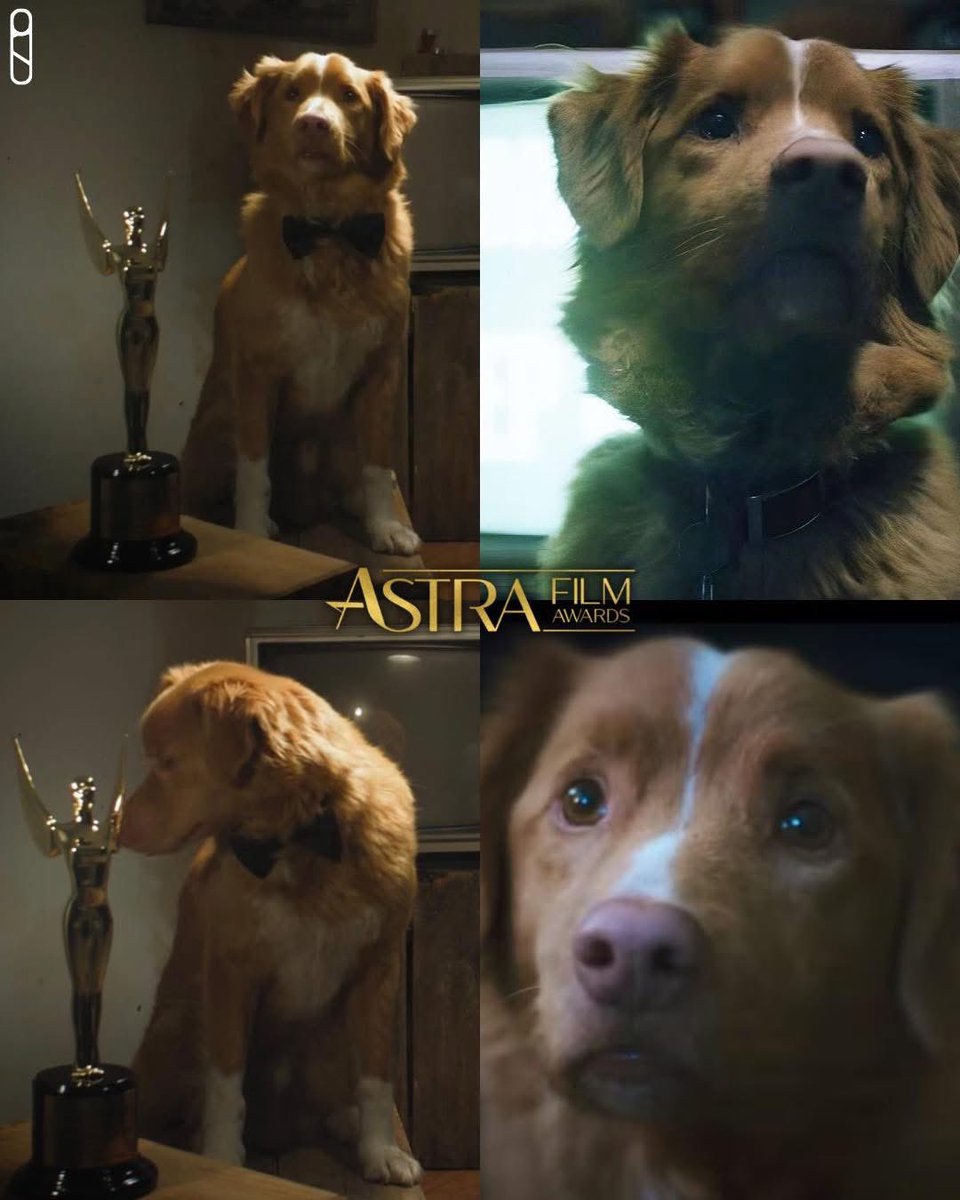 El perrito Indy recibió el premio a “Mejor Actuación en una Película de Terror” en los premios Astra Film Awards, por la película Good Boy.