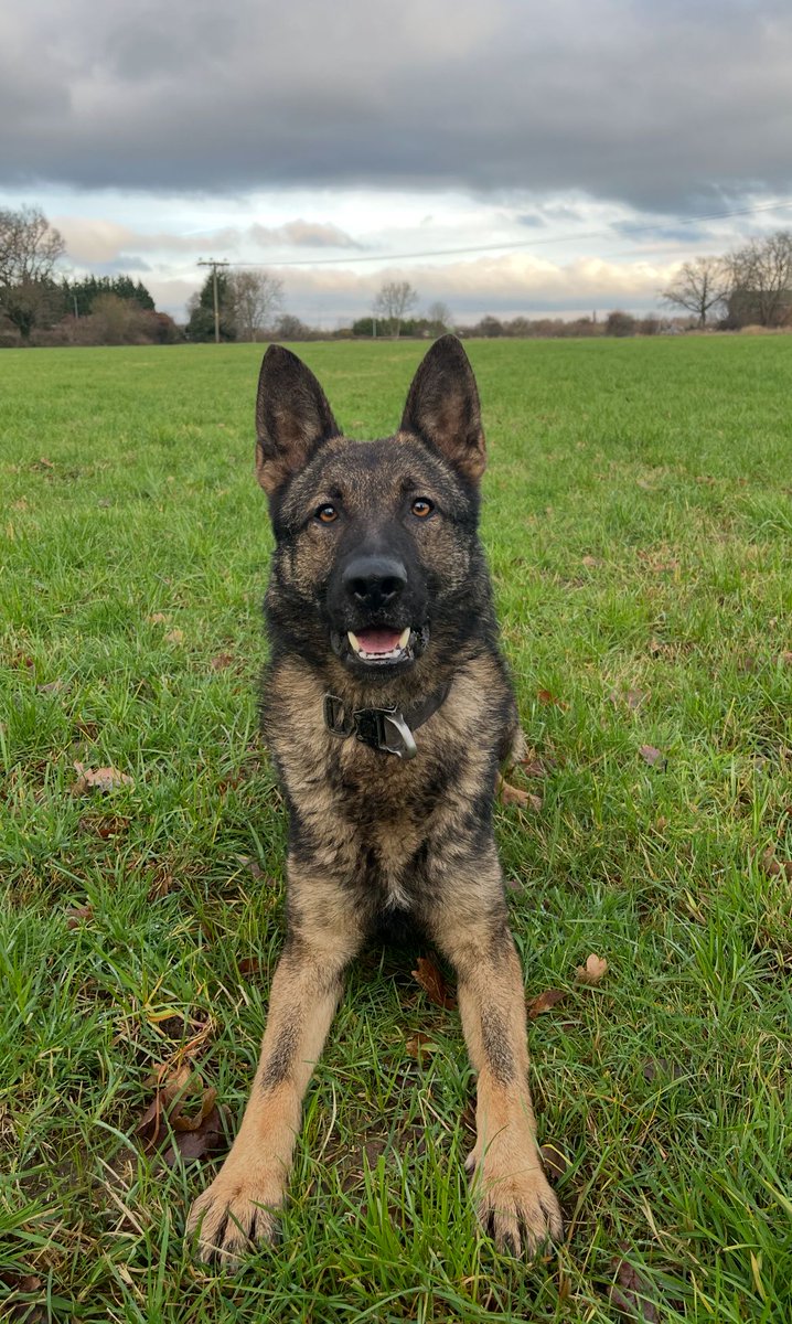 GMP Tactical Dog Unit tweet media