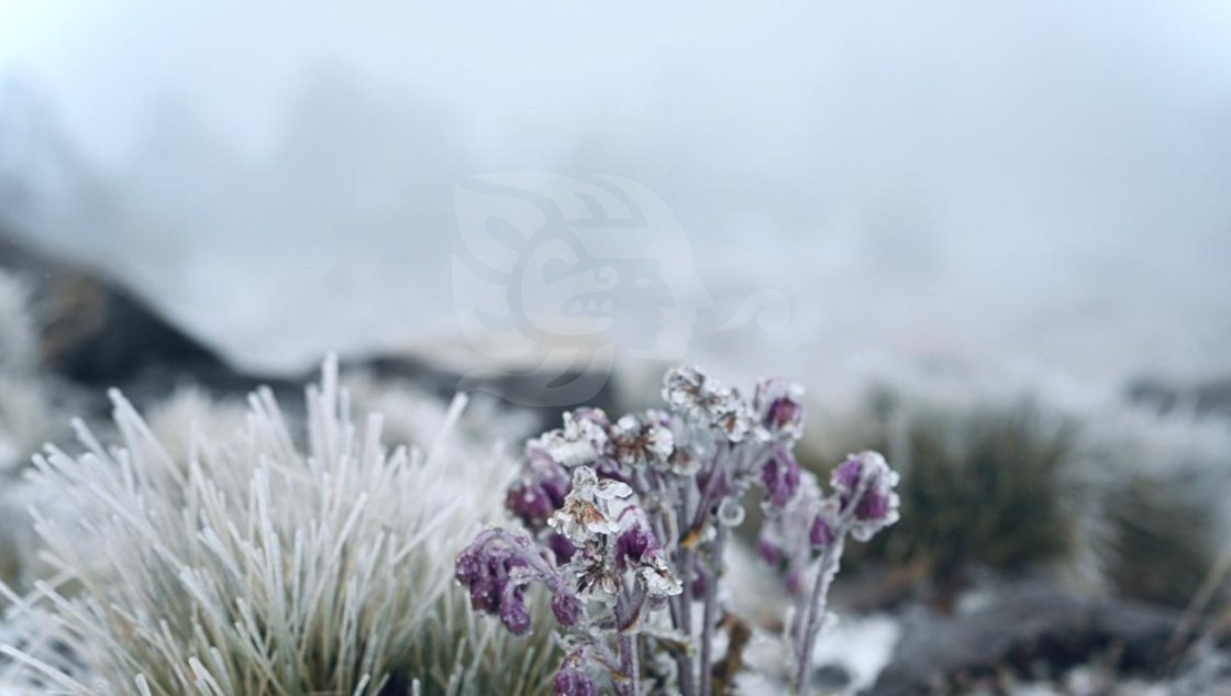 imagendelgolfo_'s tweet photo. #Estado 🥶❄️ || ¿Sentiste frío? De nueva cuenta, se registra caída de #nieve en el #Cofre de #Perote 🧊
Leer más 👉🏽 https://t.co/CjioXmyZvZ
📸 Fotos: Yahir Ceballos https://t.co/EzpY3bexmV