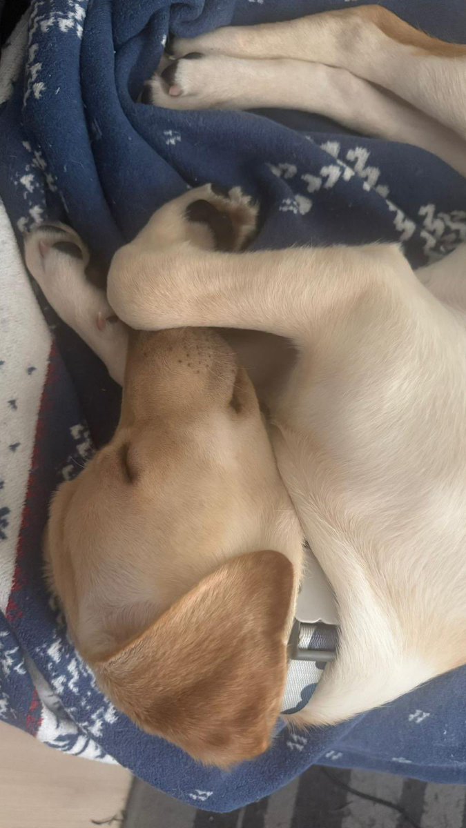 elcinarabaci's tweet image. Üç aylık dişi  #labrador yavrusu yuva arıyor. #İstanbul Sahiplenecek olan kişi ya da ailenin bir bebeğin özel ilgi ve eğitim istediğinin, yalnız kalamadığının bilincinde olması gerekiyor. İhtiyacı olduğu an bahçeye çıkabileceği bahçeli bir evde tuvalet eğitimini hızla