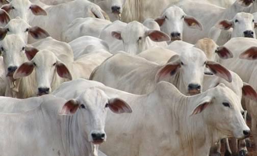 IBGE divulga os maiores rebanhos bovinos do Norte; Pará lidera
Levantamento do IBGE mostra que o Pará concentra os maiores rebanhos bovinos da Região Norte em 2024. Dos 20 municípios do ranking, 10 são paraenses, incluindo o líder absoluto.
Top 10 – Rebanho bovino (cabeças):