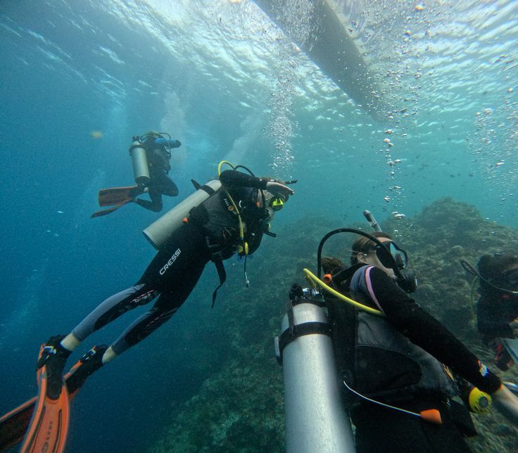 Scuba Diving Lover tweet media