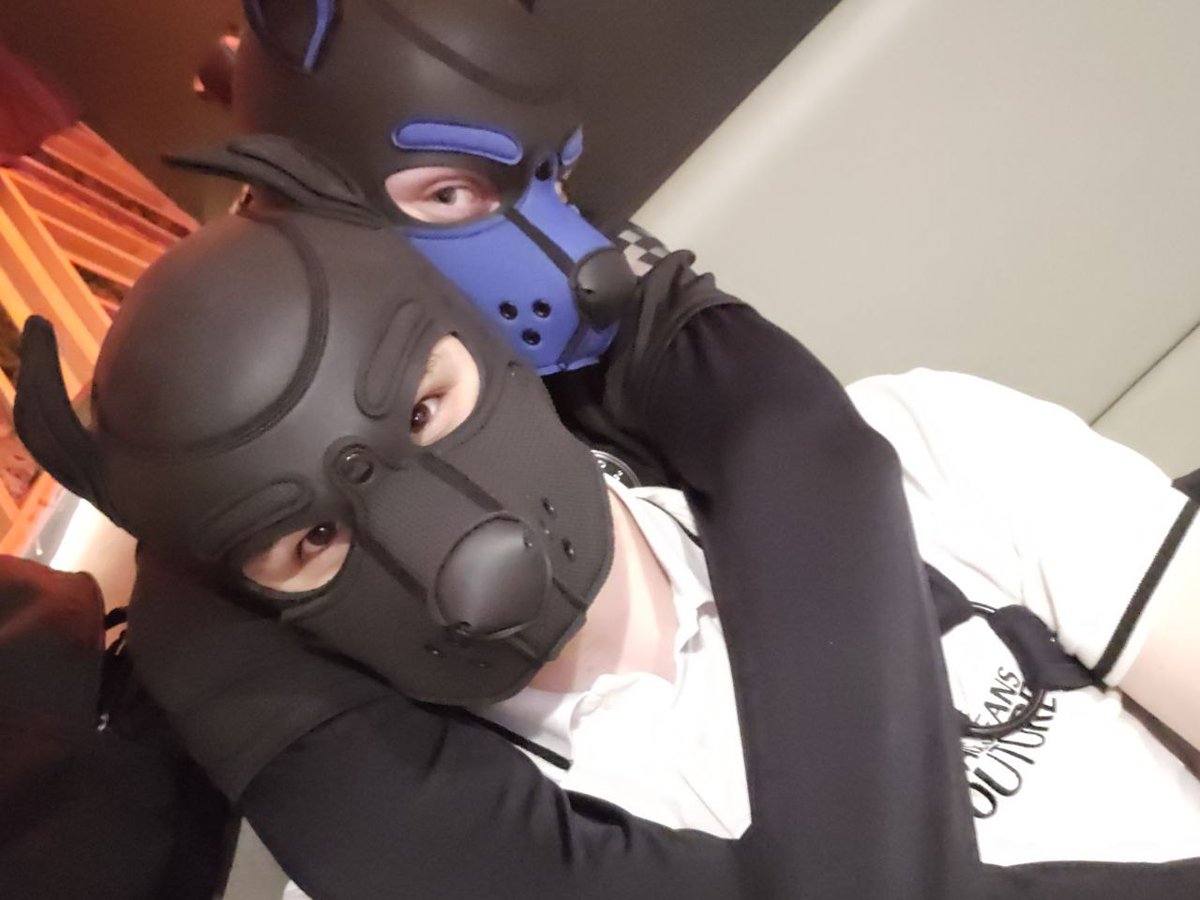 Pup Dinho tweet media